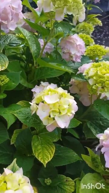 Роскошные гортензии#garden #flowers #гортензия #hydrangea #shorts #го? смотреть онлайн