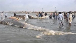 Самая большая акула в мире Топ 10 фактов