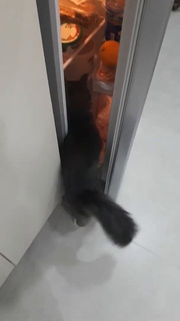 Как кот Мойша открывает холодильник🙄😬или почему я з смотреть онлайн