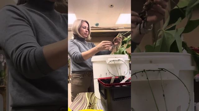 Что делать, если у антуриума гниют корни? 😱 смотреть онлайн