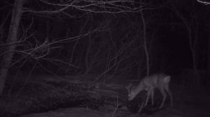 video_2025-05-12_15-17-05