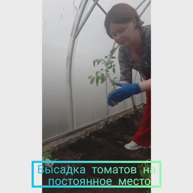 ВЫСАЖИВАЕМ ТОМАТЫ В ГРУНТ- ПРОЩЕ НЕ БЫВАЕТ