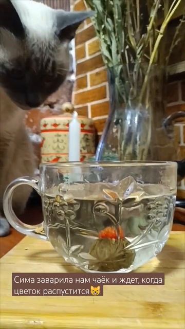 С Симочкой заварили чаёк. Кто с нами? смотреть онлайн