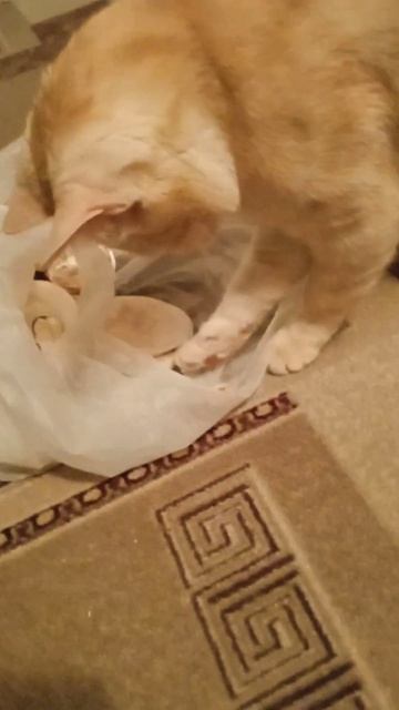 "Хотя - бы одну рыбку найти😏😏😏! " 🐱Жрать чувствую, н? смотреть онлайн