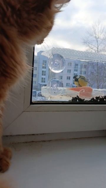 Когда есть свой телевизор, но его так хочется поймать? смотреть онлайн