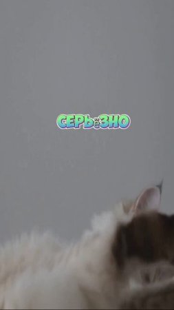 Кошка и стресс
