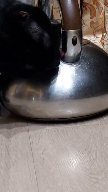 ржака. кот моет чайник #ржакадослез #кошки смотреть онлайн