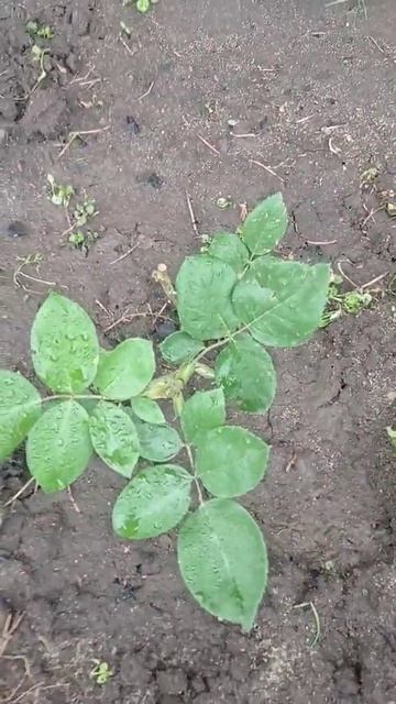 розы из коробок . смотреть онлайн