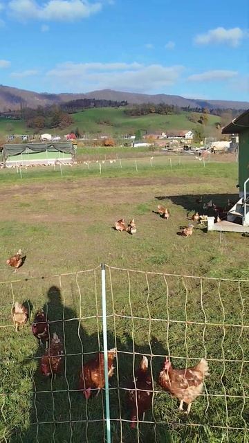 КУРЯТНИК В ШВЕЙЦАРИИ смотреть онлайн