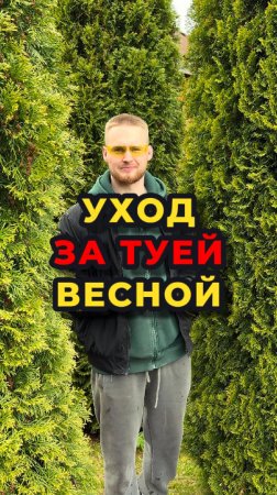 💦🌲Самое время обработать и подкормить ВАШИ ТУИ🌲💦