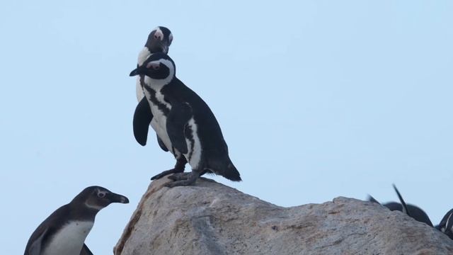 Смешные пингвины 🐧 смотреть онлайн
