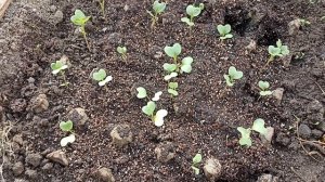 Высадила баклажаны в открытый грунт и распикировала рассаду капусты.