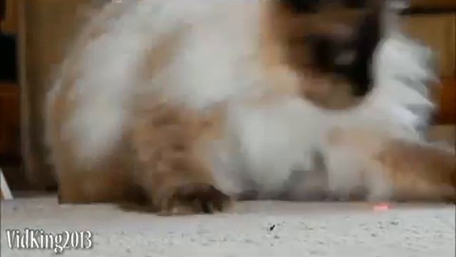 Прикольные кошки видео смотреть онлайн