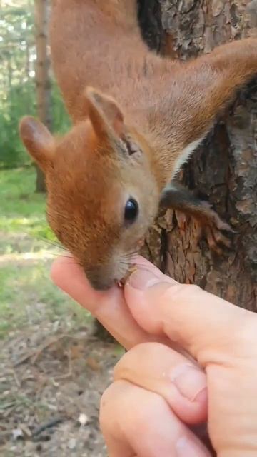 Белочки-умницы по очереди берут орешки.#красноярск #с смотреть онлайн