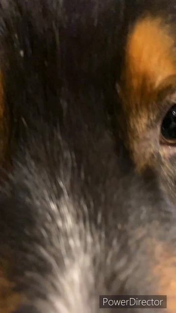 Теперь и у нас есть собака! смотреть онлайн