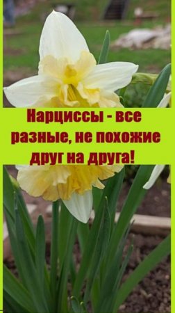 Нескролько сортов ранних нарциссов - посмотрите, какие они разные!