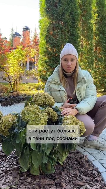 Крупнолистные гортензии для зоны 4 #гортензии #гортенз смотреть онлайн