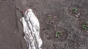 Как обрабатываю клубнику в мае