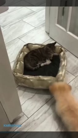 Эксплуататор глупого щенка🤪😂 ( видео про кошек и собак )