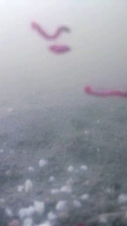 РЕАКЦИЯ РЫБЫ НА КОРМ 2! #shorts #рыбалка #fishing #рыба #fish #эдвардкосичка  #природа #nature