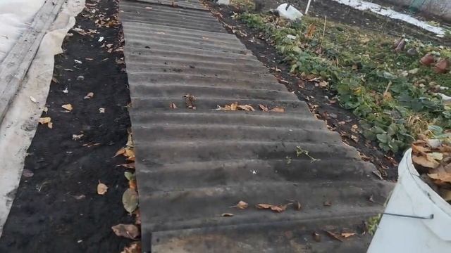 Поздняя посадка озимого чеснока. смотреть онлайн