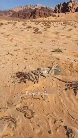 Загадочное существо в песках