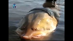 Калуга (рыба)