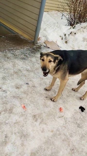 собака ест человека смотреть онлайн