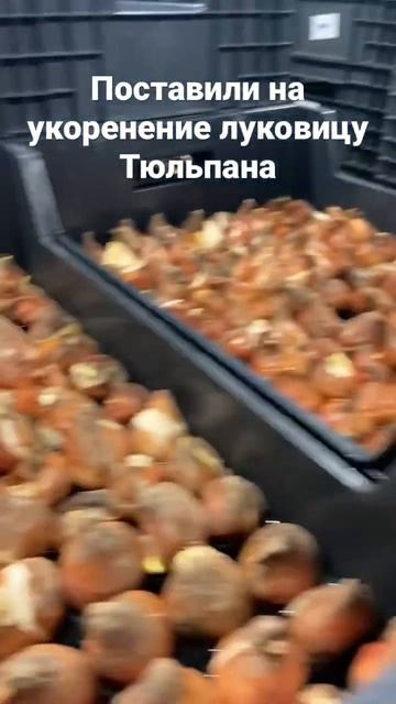 Выгонка Тюльпана 2023. Укоренение лука началось) смотреть онлайн