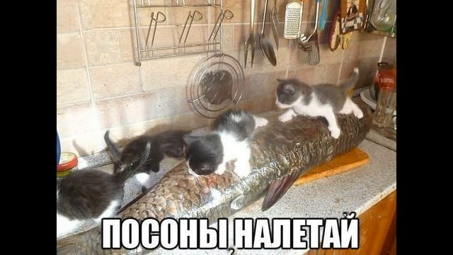 Большая подборка фото приколов с кошечками и котиками из социальных сетей #2 смотреть онлайн