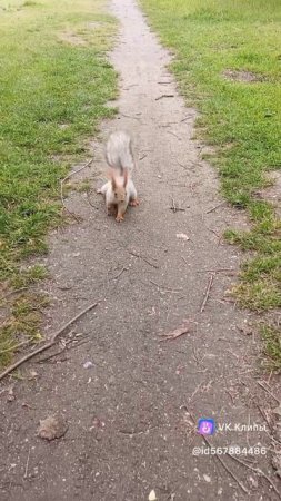 Смотреть со звуком!!! Ой, мама, кто это?!! Кот?