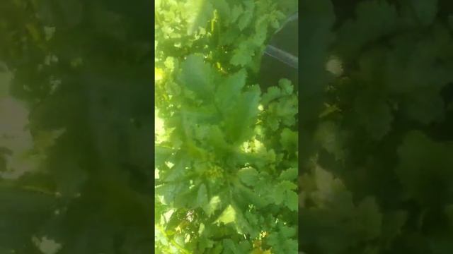 Мульчирую фрезой горчицу (Готовим землю для новой пла? смотреть онлайн