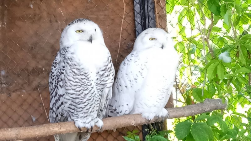 Филин и Сова, ты - Сова, я - Филин  Feeling Owl