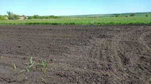 штригельная борона своими руками реально работает....,,