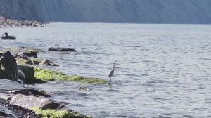 Шум моря и 
одинокая цапля
Анапа 12.05.2025