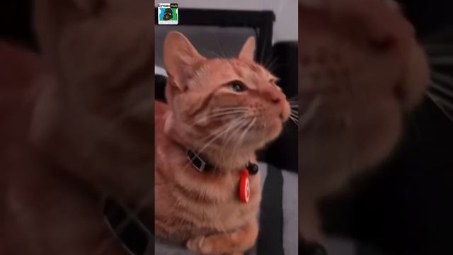 Вскрыты секретные кадры, как Каджит обучает искусству взлома замков.