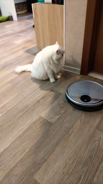 Мартин белый кот и борзый робот пылесос. смотреть онлайн