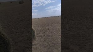 какой реальный вес рулона сена?