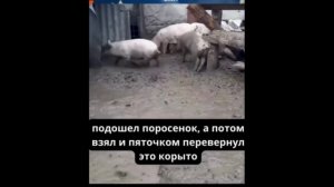 Инстинкт против Пива!!! В.Г. Жданов