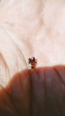 the death of one ant in war