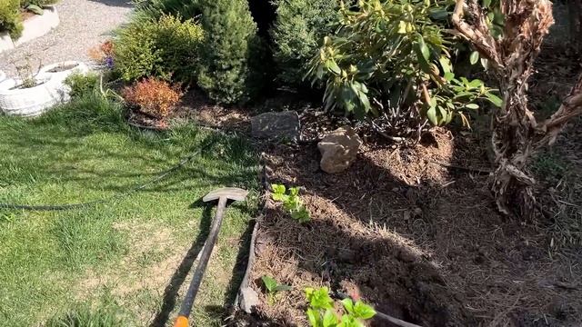 ГОРТЕНЗИЯ ВЕСНОЙ: ОБРЕЗКА ПОСАДКА УХОД  Гортензия 