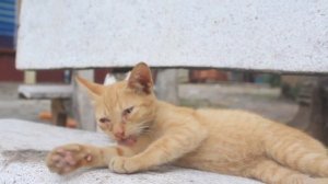 СУДЬБА ТЕХ У КОГО ЕСТЬ КОШКА! Что ждёт владельцев коше?