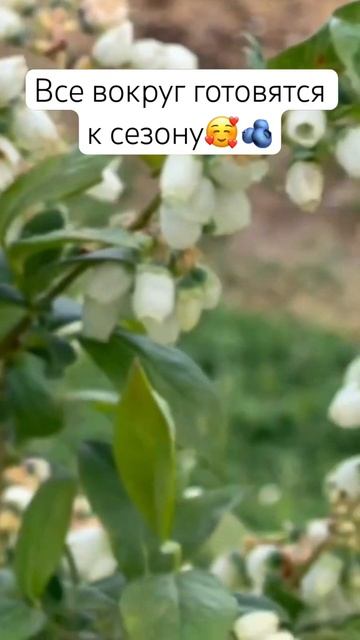 Настоящий райский уголок для шмелей и пчёл!☺️🫐 #голу смотреть онлайн