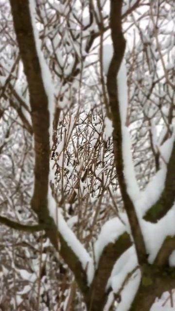 #обои.#ель#зима2023 смотреть онлайн