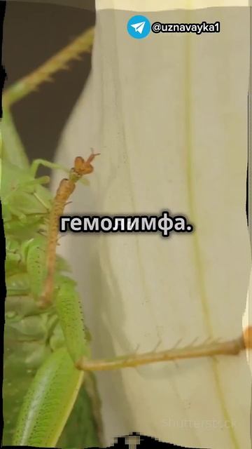 У КАКИХ ЖИВОТНЫХ НЕОБЫЧНЫЙ ЦВЕТ КРОВИ #факты #интересн