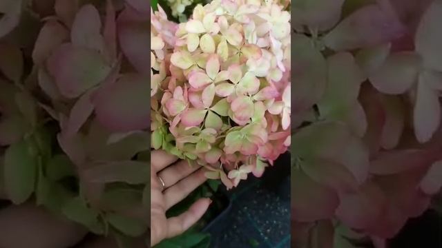 Petite Star (Петит стар) -метельчатая гортензия.Новинка 2024 смотреть онлайн