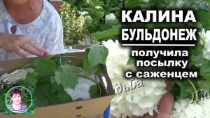 КАЛИНА БУЛЬДОНЕЖ  Как я покупала саженец в интернете