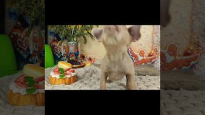 Пти брабансон. Щенки 2мес. Окрас изабелла