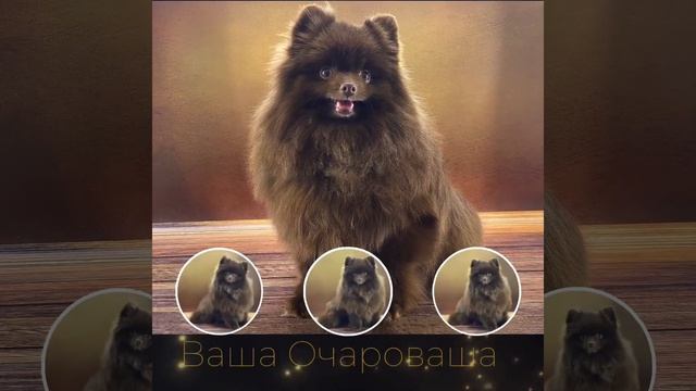 От Симы #вашаочароваша #купитьшпица #питомникшпицев #померанец #шпиц #щенкишпица