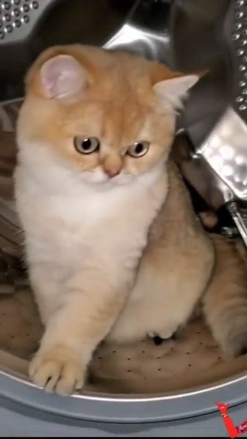 Как постирать кота? шерсть 😂 #кот #лайк #юмор #shorts смотреть онлайн